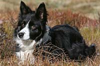 dog grooming border collie